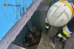 У Дніпрі врятували собаку, яка впала у глибокий приямок