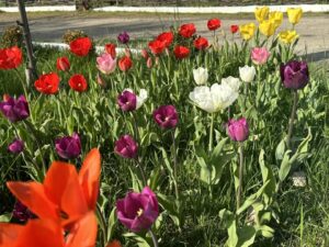 У Дніпрі з’явилась нова локація, де ростуть красиві тюльпани (фото)