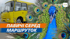 Пташине королівство серед маршруток. У Дніпрі власник АТП розводить павичів (відео)