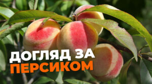Як доглядати за персиком навесні. Виростуть великі і соковиті