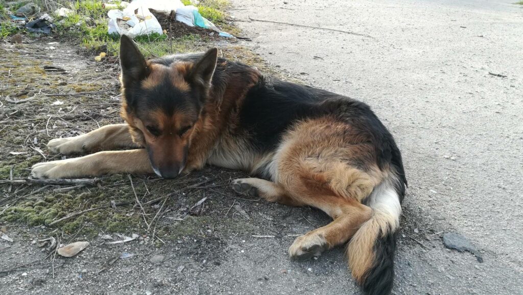 Так виглядає зрада. Майже місяць вівчар не відходив і чекав свого господаря на Дніпропетровщині