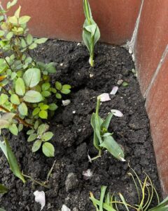 Написали заяву до поліції. На Дніпропетровщині жінка вночі вкрала квіти з клумби (фото, відео)