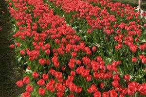 У Дніпрі розцвіли тисячі тюльпанів. Люди роблять незабутні фото