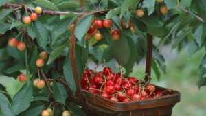 Сезон розпочався. В Україні продають першу черешню