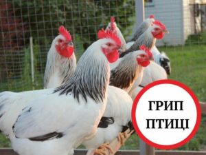 Високопатогенний грип птиці. До Дніпропетровщини заборонено ввозити вантажі зі штату Міссурі США