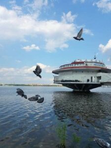 У Дніпрі біля ресторану “Поплавок” помітили качину родину (фото)