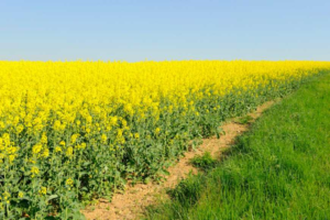 Перші гроші аграрія. Стало відомо, яку культуру вигідно вирощувати на Дніпропетровщині