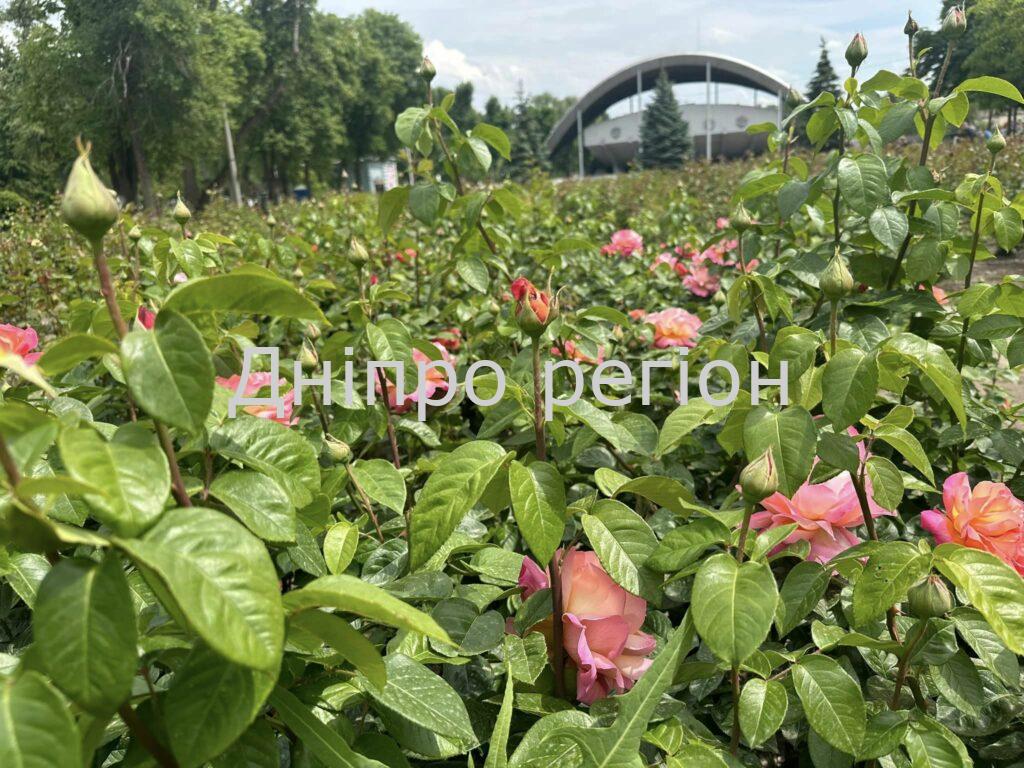 У Дніпрі цвітуть понад тисячі кущів троянд. Де зробити незабутні фото