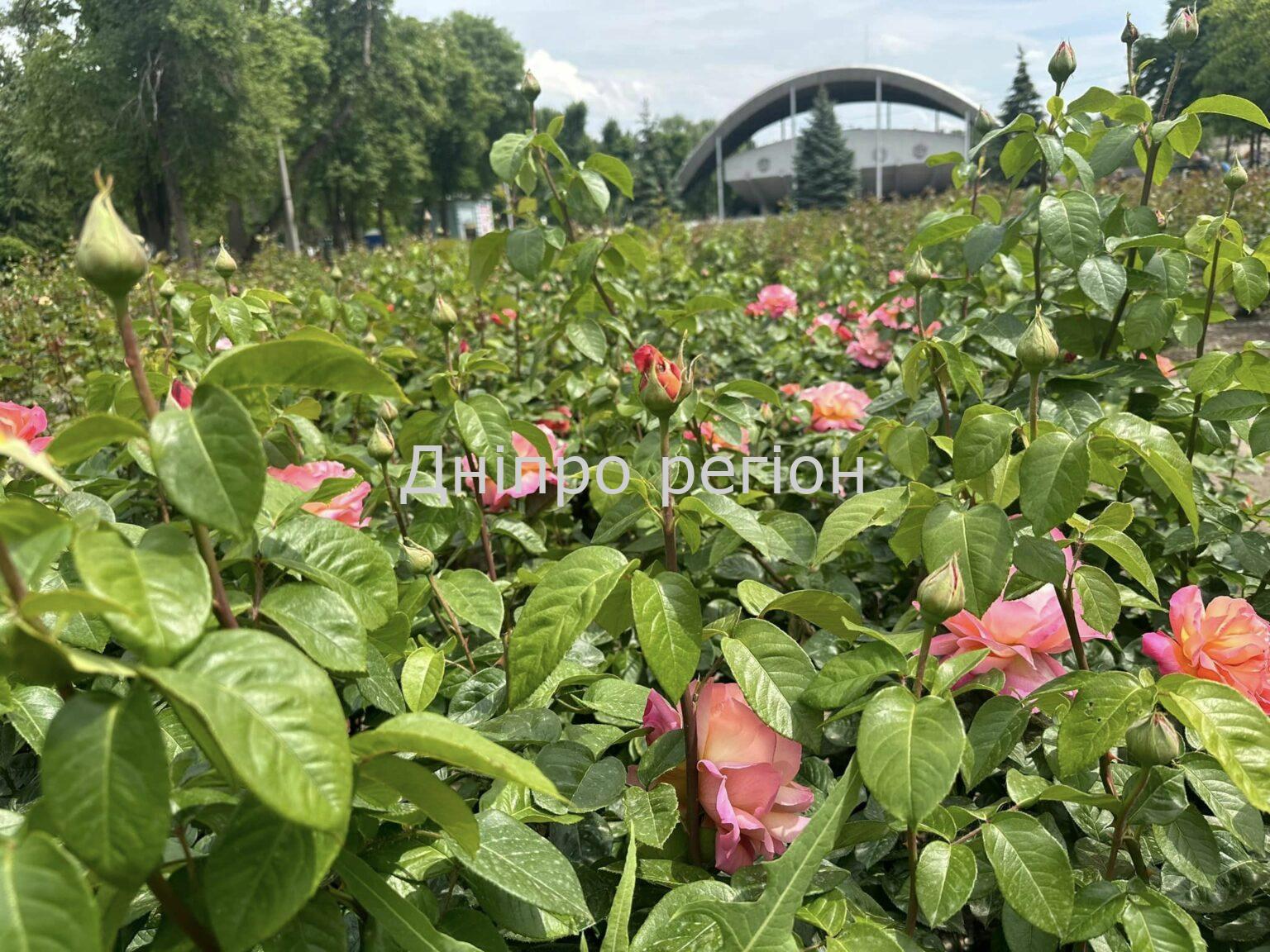 У Дніпрі цвітуть понад тисячі кущів троянд. Де зробити незабутні фото