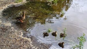 У Дніпрі знаходиться унікальне озеро з рожевою водою (фото)