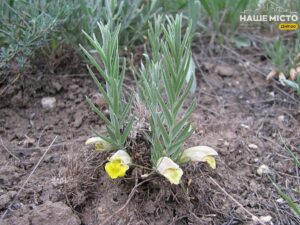 Були відомі лише 8 місць. Рідкісну червонокнижну рослину знайшли на Дніпропетровщині