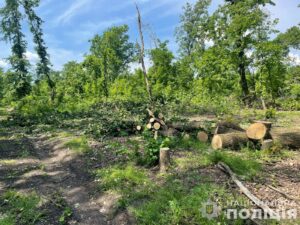 Незаконно перевозив дрова. На Дніпропетровщині затримали чоловіка, який пропонував хабаря поліцейському