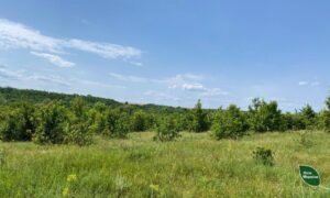 На Дніпропетровщині лісові масиви зберігають скарби (фото)