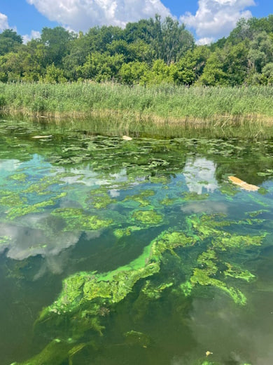 На Дніпровському водосховищі зафіксовано факт загибелі сомів: причини мору риби