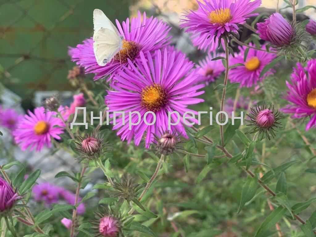 29 червня – свято Петра і Павла: традиції, прикмети та заборони 29 червня – свято Петра і Павла: традиції, прикмети та заборони