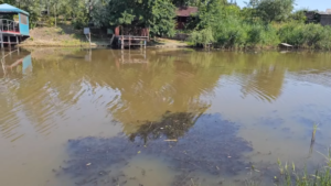 На двох пляжах Дніпропетровщини виявили холероподібний вібріон