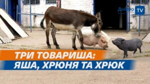 Мі-мі-мішна історія. Як у Дніпрі віслюк, свинка та порося стали нерозлучними друзями (відео)