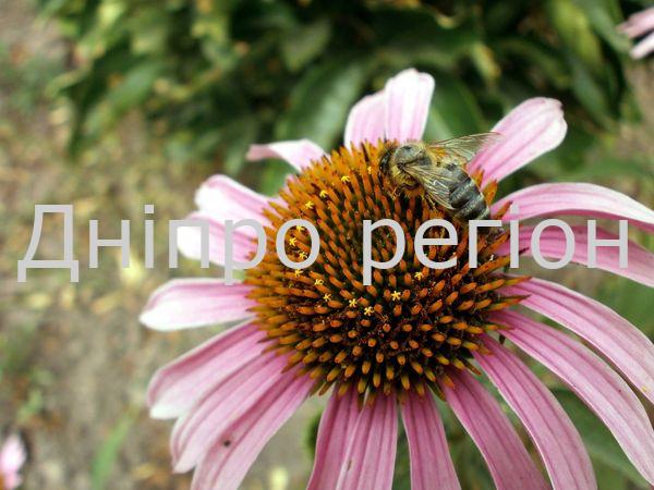 Щасливчики тижня з 1 по 7 липня: Близнюки, Водолій та Риби Щасливчики тижня з 1 по 7 липня: Близнюки, Водолій та Риби