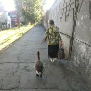 У Дніпрі бабуся по вулиці гуляла з гусаком у капцях