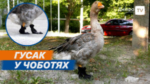 Гоша підкорив серця містян, гуляючи парками та вулицями. У Дніпрі в квартирі на 9-му поверсі жінка тримає гусака
