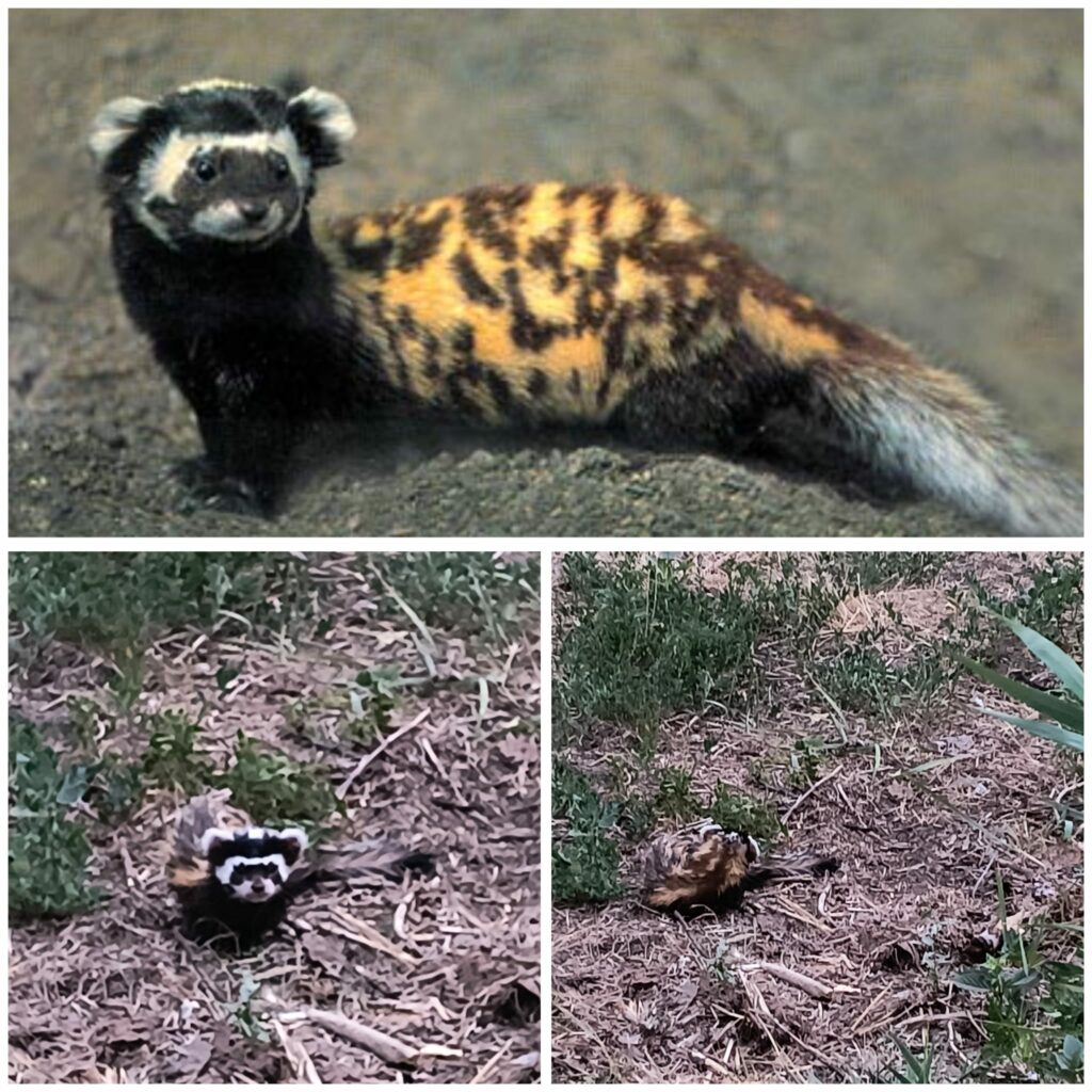 У Дніпрі на березі Курячого озера побачили звіра з короткими ніжками та іграшковою мордочкою (фото)