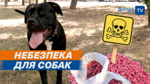 Щуряча отрута на газоні. У Дніпрі невідомі навмисно труять тварин (відео)