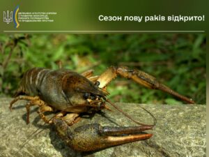 У Дніпрі та області відкрито сезон лову раків. За що можуть оштрафувати