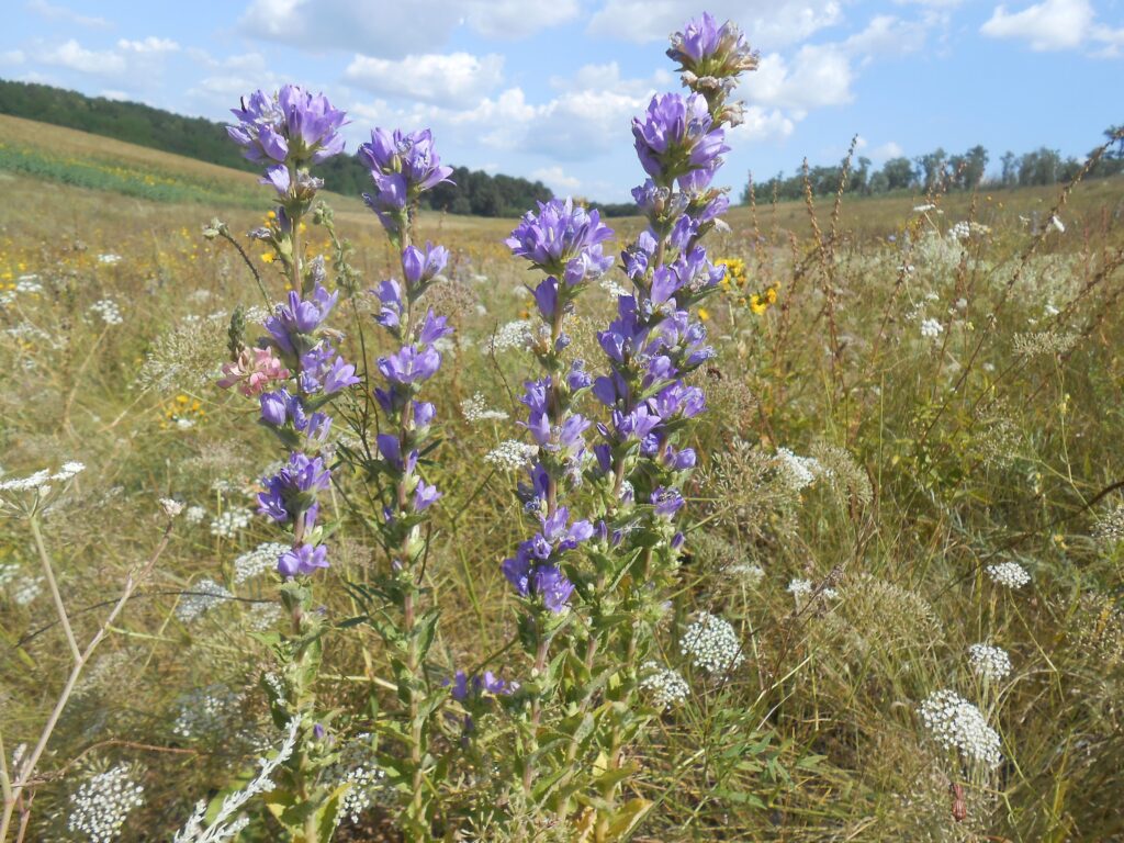 Скарби степу: на Дніпропетровщині розквітають рідкісні червонокнижні рослини (ФОТО) Скарби степу: на Дніпропетровщині розквітають рідкісні червонокнижні рослини