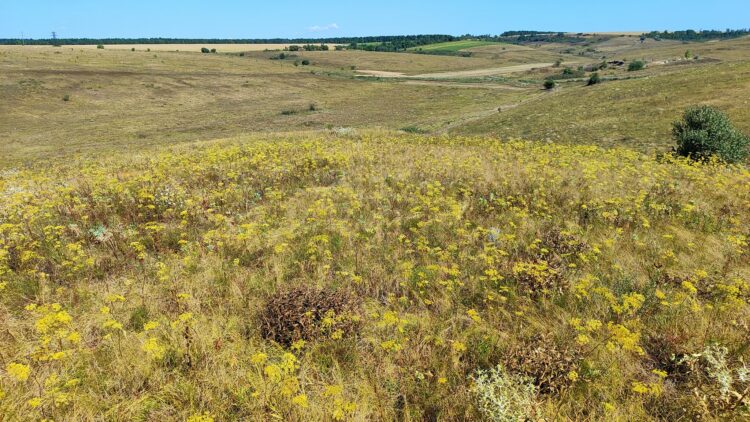 Скарби степу: на Дніпропетровщині розквітають рідкісні червонокнижні рослини (ФОТО)