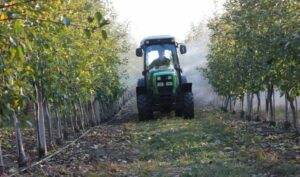 Борошниста роса знищує сади України. Як врятувати дерева