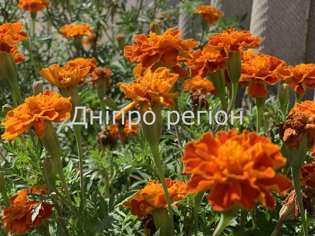 У Дніпрі та області буде сонячно і жарко: прогноз погоди на 15 серпня У Дніпрі та області буде сонячно і жарко: прогноз погоди на 15 серпня