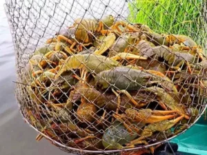 3 332 грн за одного. На Дніпропетровщині заборонено ловити раків