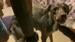 Без води та їжі цілий місяць. Знайшли у зачиненій квартирі виснажених собаку та цуценя на Дніпропетровщині
