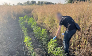 Заробляли до 50 млн грн. На Дніпропетровщині поліція затримала наркоорганізацію