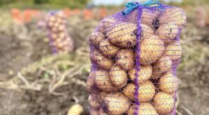 Ціни на картоплю сягнули максимуму за 10 років. Прогнози аналітиків