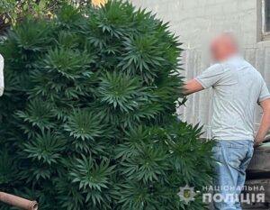 Гігантську плантацію коноплі прикрили на Дніпропетровщині