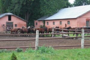 Під ніж підуть кобили, жеребці та лошата. На заводі у Запоріжжі планують вирізати коней
