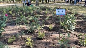 До 100 кущів троянд прикрасили сквер Івана Старова. Їх висадили до Дня міста Бахмута, який співпадає з днем народження Дніпра