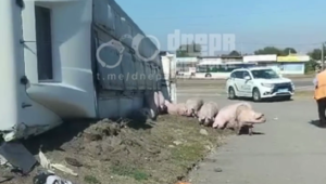 Свині загинули на трасі. У Дніпрі сталася серйозна ДТП (відео)