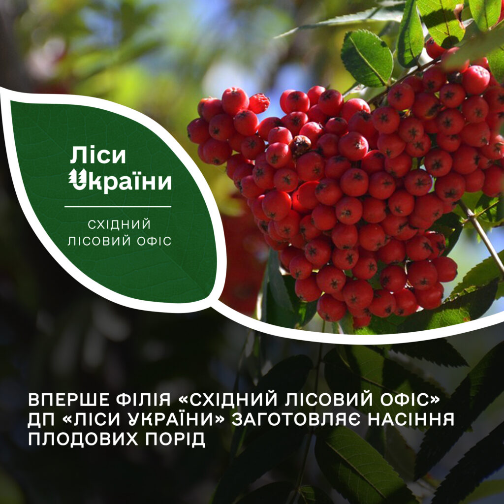На Дніпропетровщині вперше почали заготовляти насіння плодових порід