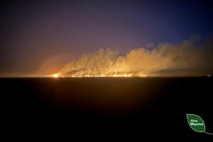 Близько 40 гектарів лісу горіло у Павлоградському лісництві