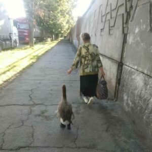 Гоша підкорив серця людей. У Дніпрі гусак у капцях гуляє по місту (відео)