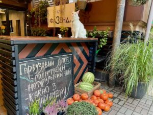 Пухнаста кототерапія. На Дніпропетровщині кота називають директором кафе (фото)