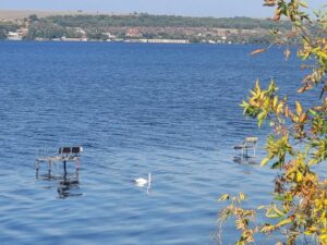 У Дніпрі лебеді не відлетіли у теплі краї (фото)