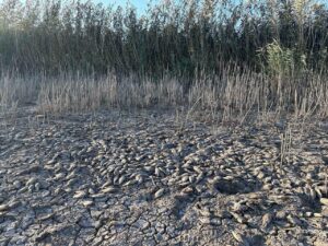На Дніпропетровщині масова загибель риби. З’явились перші подробиці