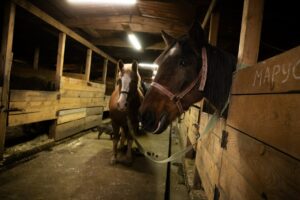 Спеціалізовану клініку для лікування врятованих коней відкрили у Дніпрі