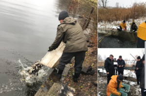 Понад тонною мальків товстолоба зарибили водосховище на Дніпропетровщині