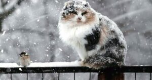 У Дніпрі пішов перший сніг (відео)