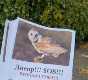 Обіцяють винагороду 10 000 грн. У Дніпрі шукають домашню улюбленицю сову