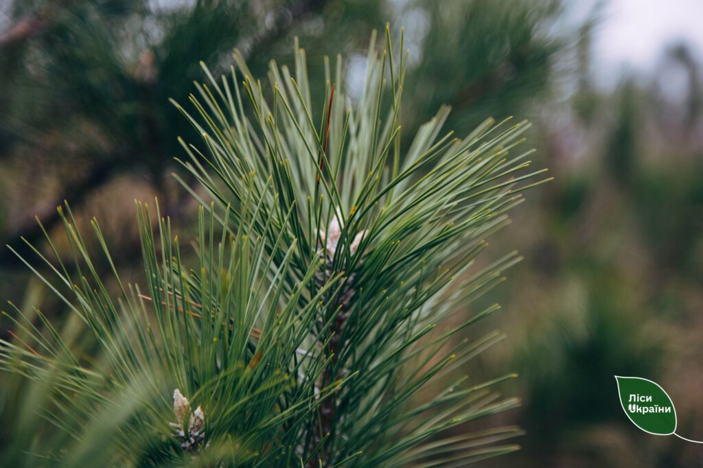 Різдвяний ярмарок 2024. Де в Дніпрі купити дешеву ялинку від лісгоспу